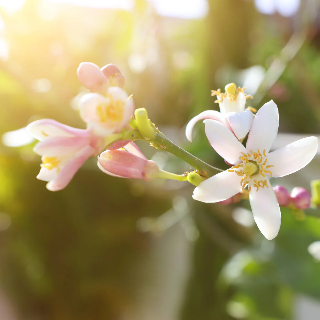 The wonders of Neroli: Why This Essential Oil is a Must-Have
