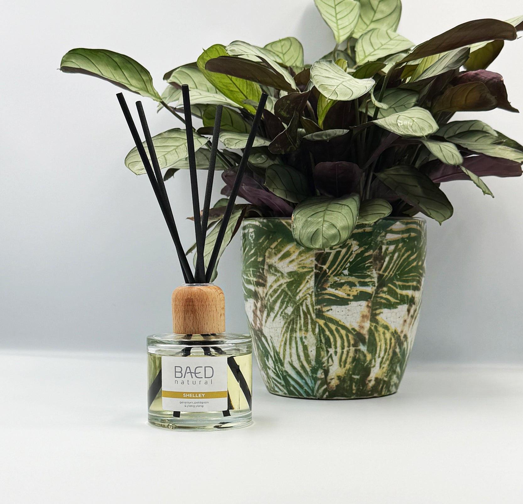 SHELLEY REED DIFFUSER AND STICKS IN A CLEAR GLASS JAR WITH LABEL WITH POTTED PLANT IN THE BACKGROUND